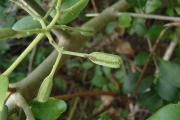 <strong>Pisonia aculeata - Ramon, Laurence - 187</strong><br />© Ramon, Laurence